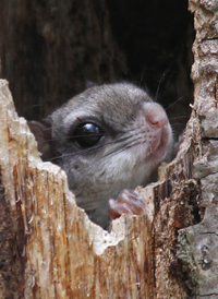 Southern Flying Squirrel